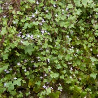 Ivy-leaved Toadflax